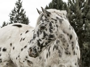 appaloosa